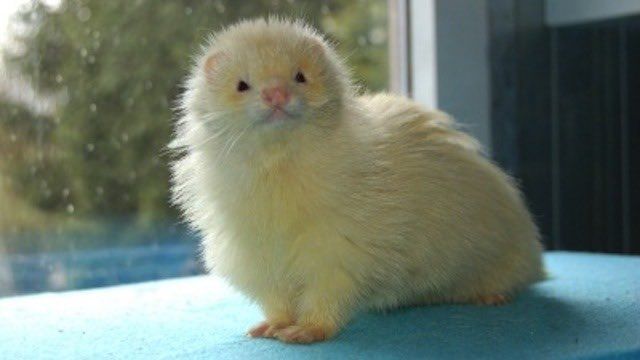 Image of dook