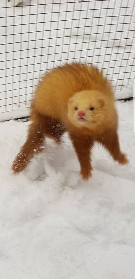 Image of dook