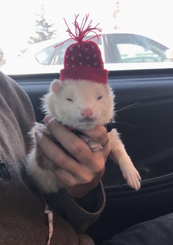 Image of dook