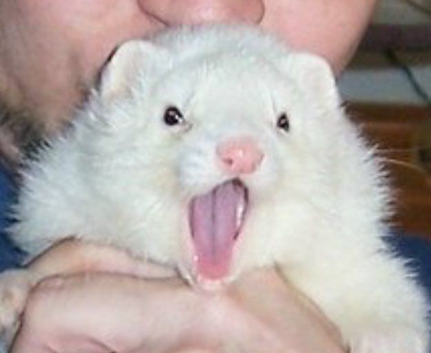 Image of dook