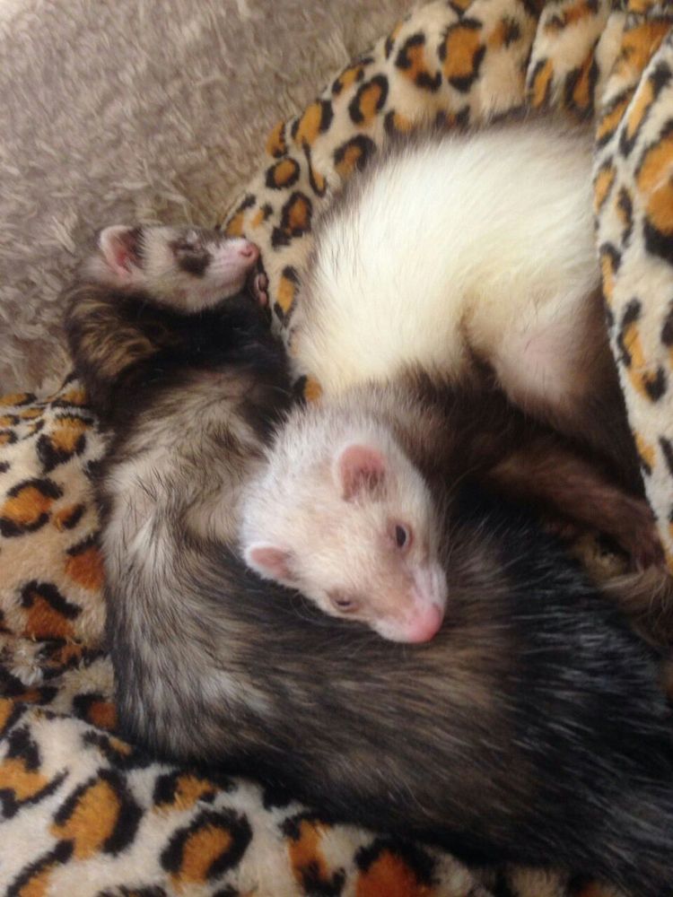 Image of dook