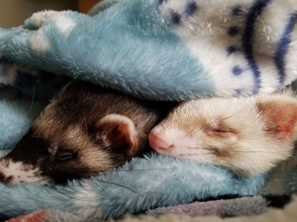 Image of dook