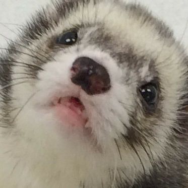 Image of dook