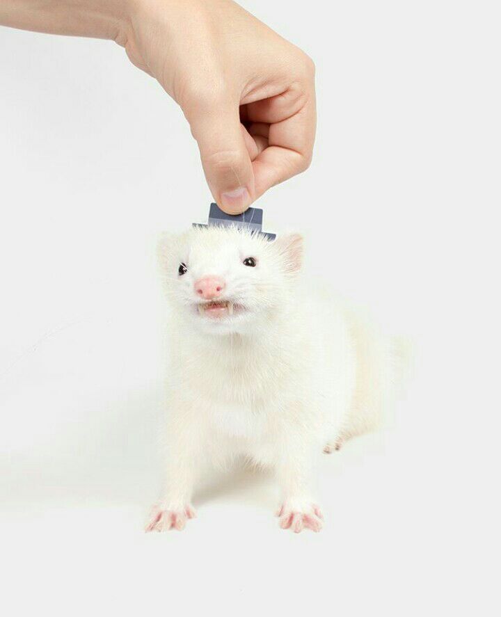 Image of dook