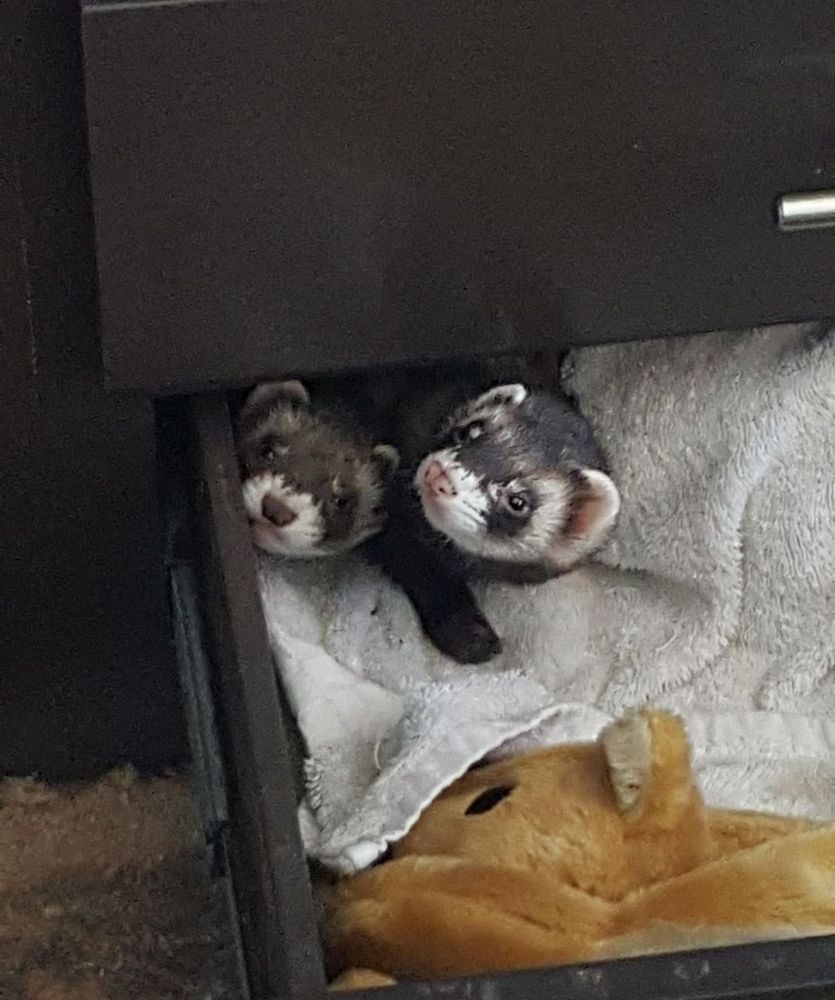 Image of dook