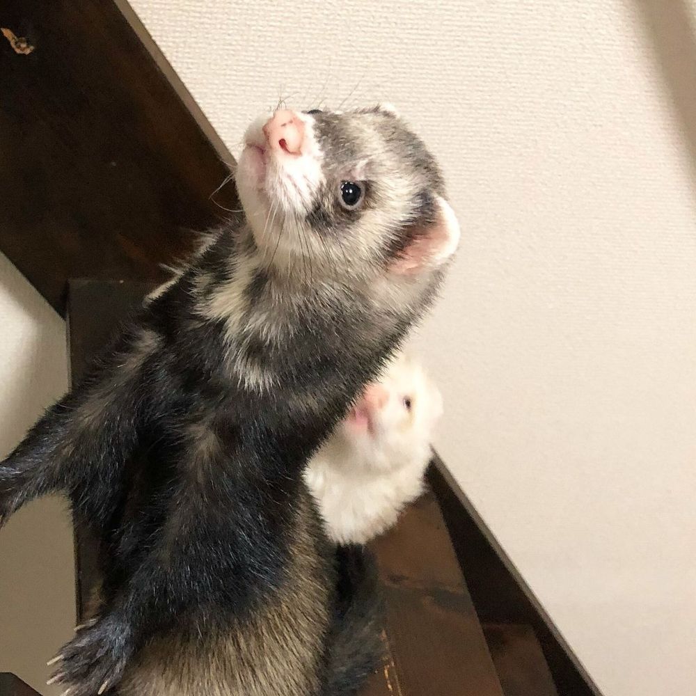 Image of dook