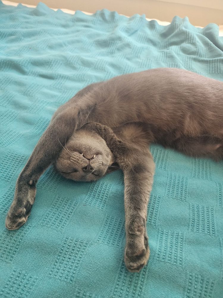 Grey cat upside down on turquoise blanket. His fangs stick out. 