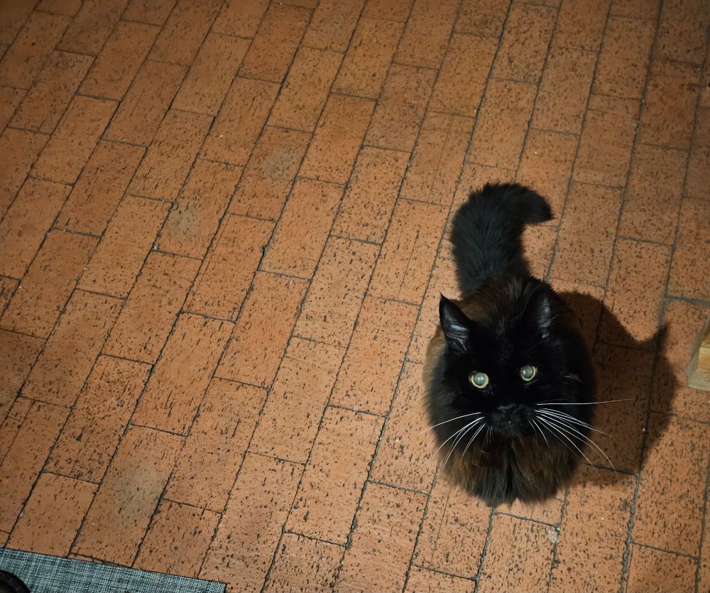 Black Norwegian Forest cat looking up at the camera on brick floor