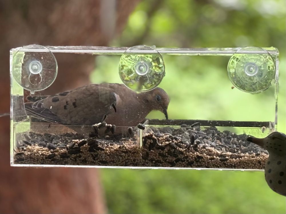 Mourning Dove dominating window feeder