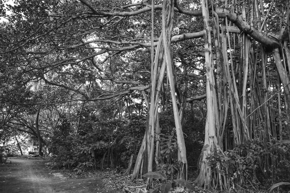 Thulusdhoo, Maldives. In one of the small dedicated green zones in the island is one of the last remaining big trees and currently oldest tree on the island. It is a ficus with a small cleared lane running parallel to it leading to the beach. The road is covered with foliage on the top giving it cover from sun & rain. The photo is in black and white and is taken with the focus to the right of the frame and the light at the end of the lane at the left of the frame. 