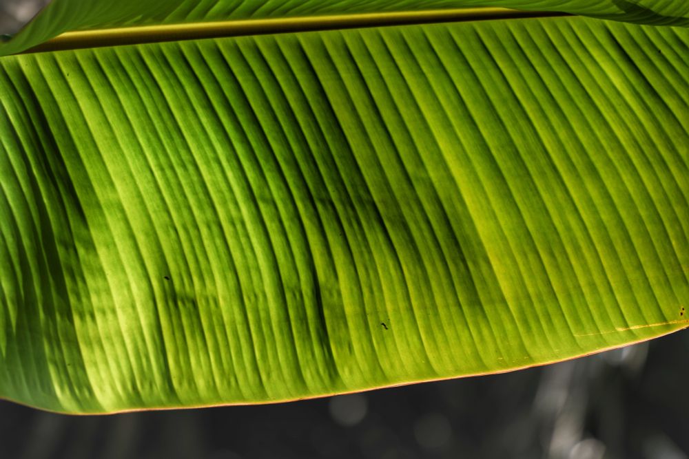 Hulhumalé, Maldives. A closeup of a palm leaf. Green & detailed. 