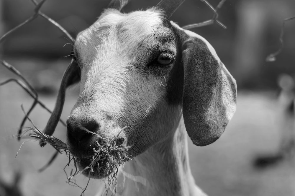 Thulusdhoo, Maldives. A black and white portrait of a white and brown goat. 