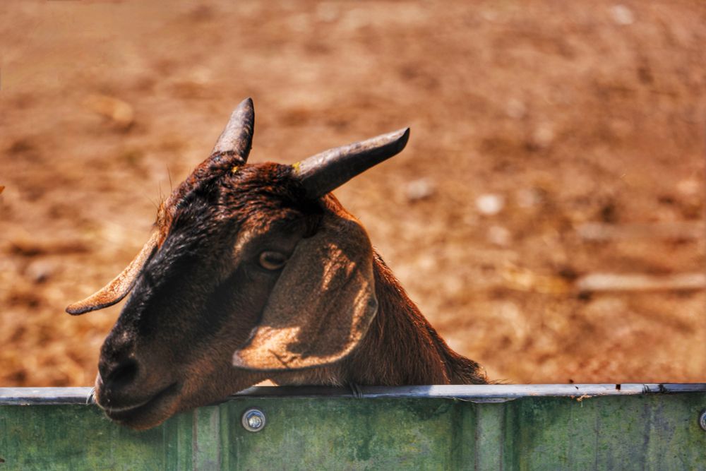 Thulusdhoo, Maldives. A brown goat looking out from the top of a green wooden fence. 
