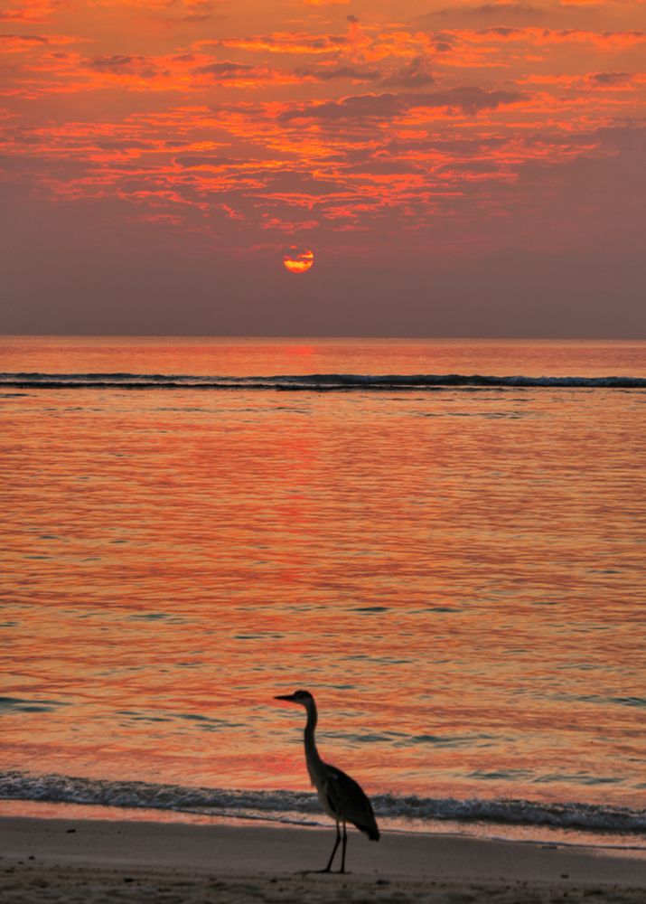 Hulhumalé, Maldives. Sunrise Golden Hour on the beach. Looking out to the lagoon. There is a grey heron in the foreground middle of the frame at the shoreline. The lagoon shimmers with the red rays of the rising sun. Beyond the reef the sun is low to the horizon half hidden by the clouds. The sky is covered in small clouds with golden red edges. 