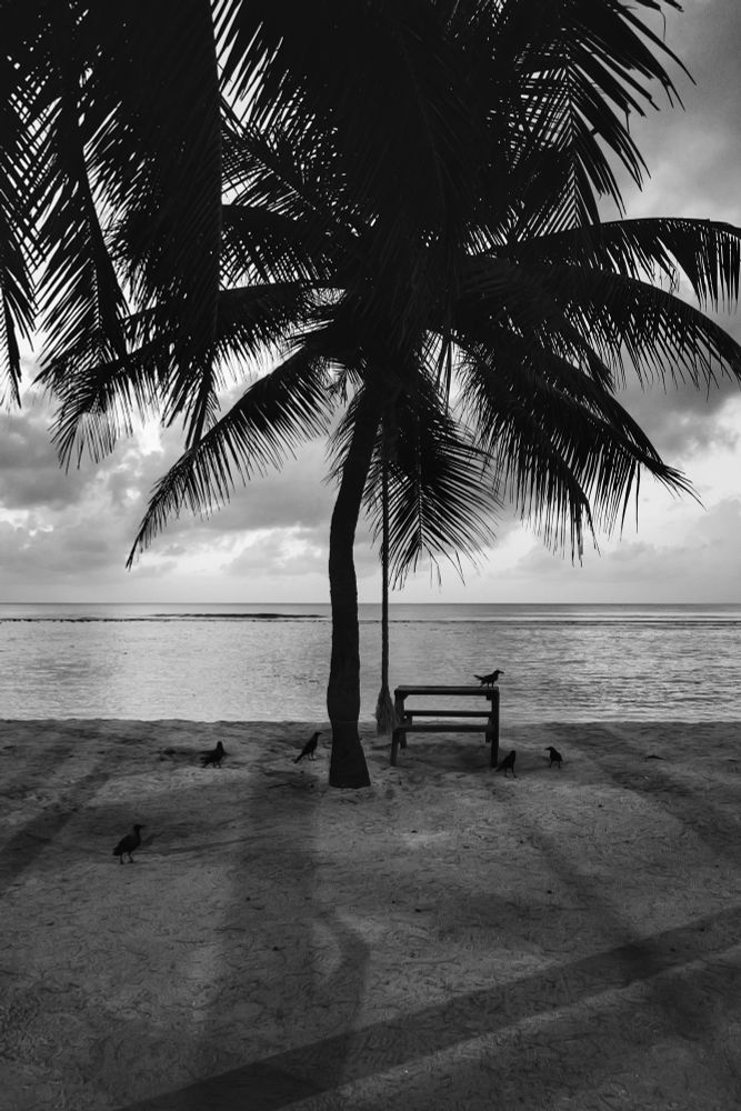 Hulhumalé, Maldives. Looking at a table with inbuilt seating placed under a coconut tree. There are a number of crows on it, under it, and around it. A rope to swing hand off the coconut tree. The tree and the birds are in silhouette. Beyond it is the beach and the lagoon. The sky is full of light clouds. The photo is in black and white. 