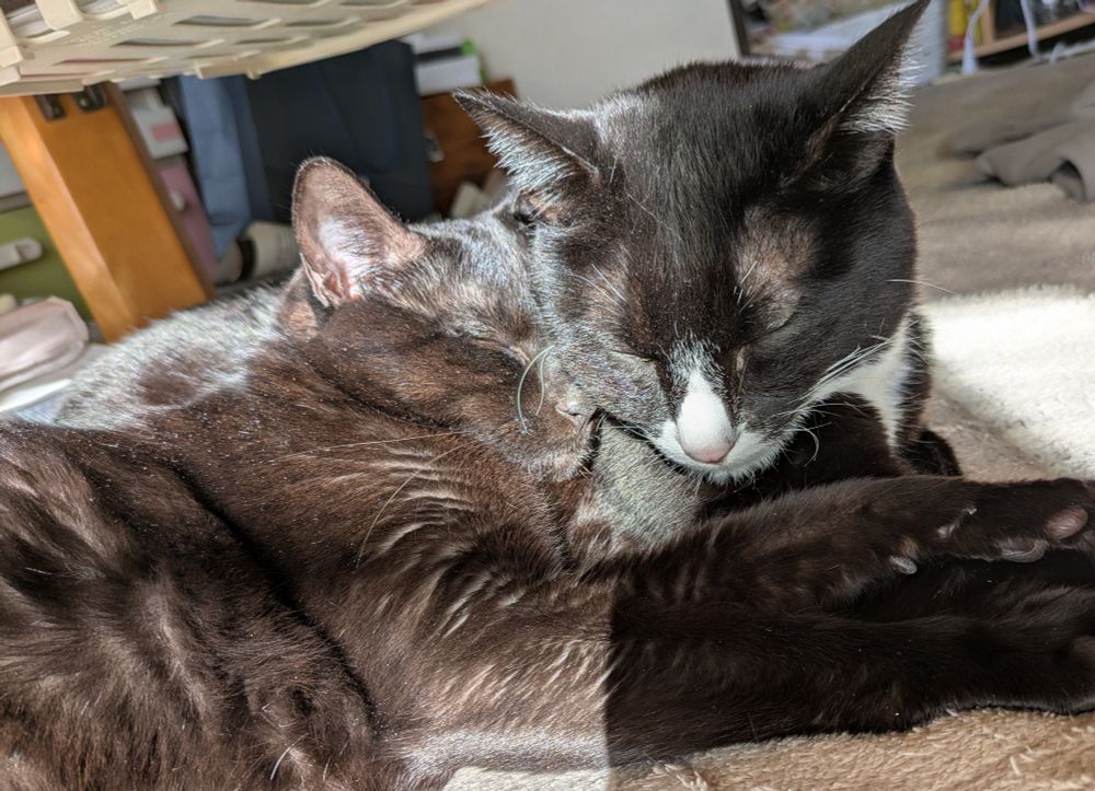 陽の当たる場所でくっついて寝ているくまとちょび。