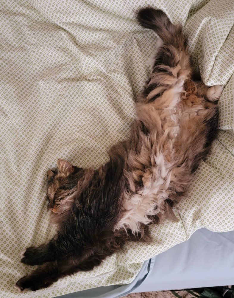 Extra floofy black, white and brown cat stretches in his sleep