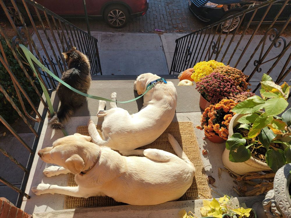 Two yellow labs and the grayish cat that raised them lounge atop a Brooklyn stoop, alongside colorful chrysanthemum plants.