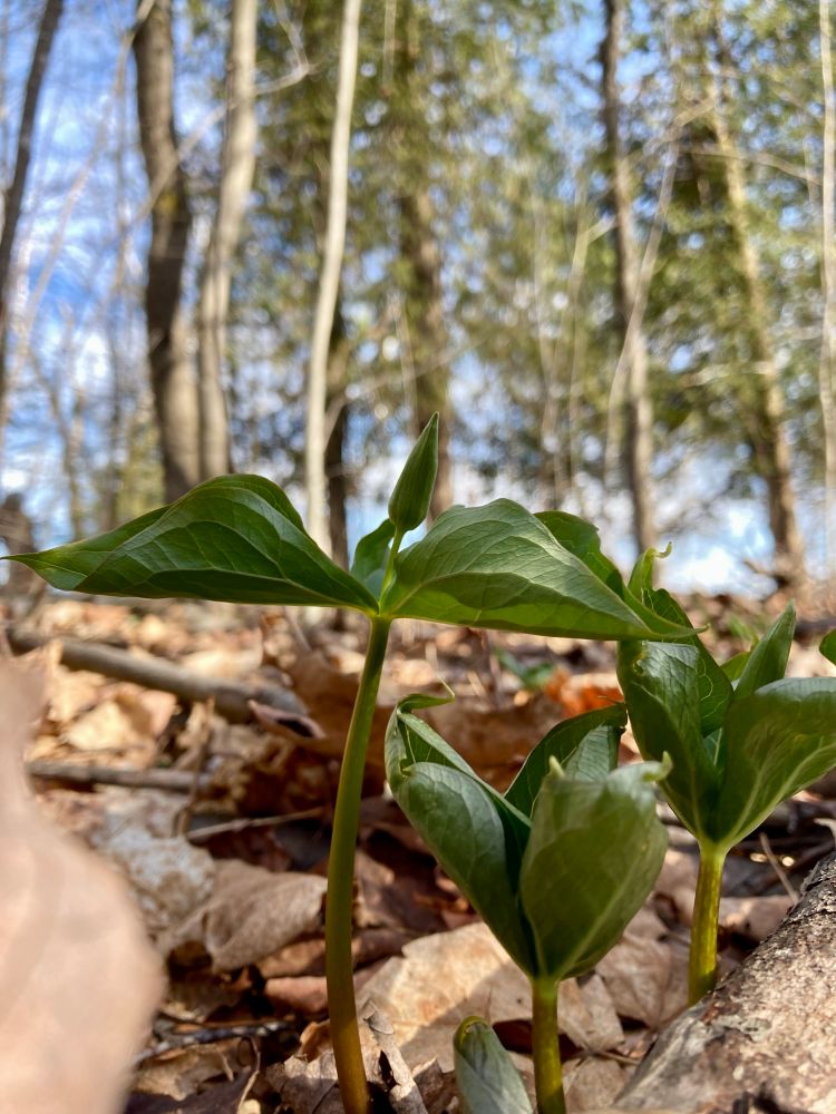 Trillium leaves opening
