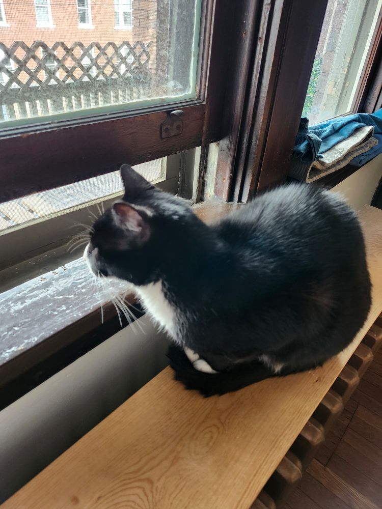 Tuxedo cat being a loaf in front of the window sill.