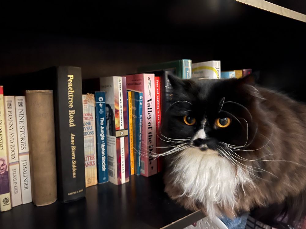 Munchkin cat on a bookshelf 