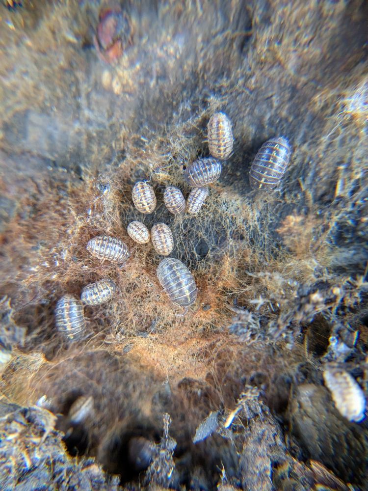Roly polies or pill bugs on the underside of a log