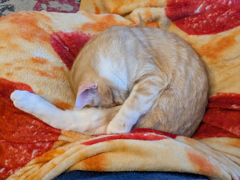 An orange cat with no brain cells cuddling on a pizza blanket