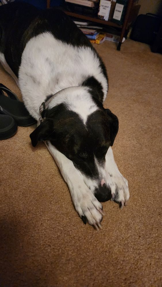 A long black and white dog stretched out on a beige carpet. His head and snout are nestled between his front paws. 