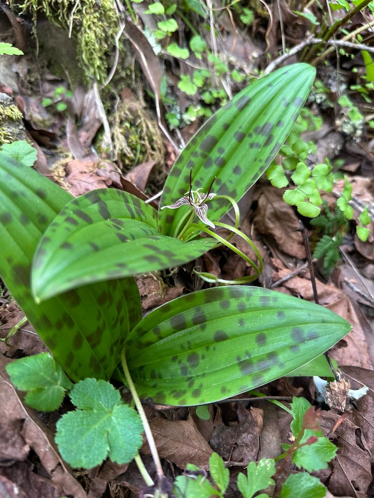 Scoliopus