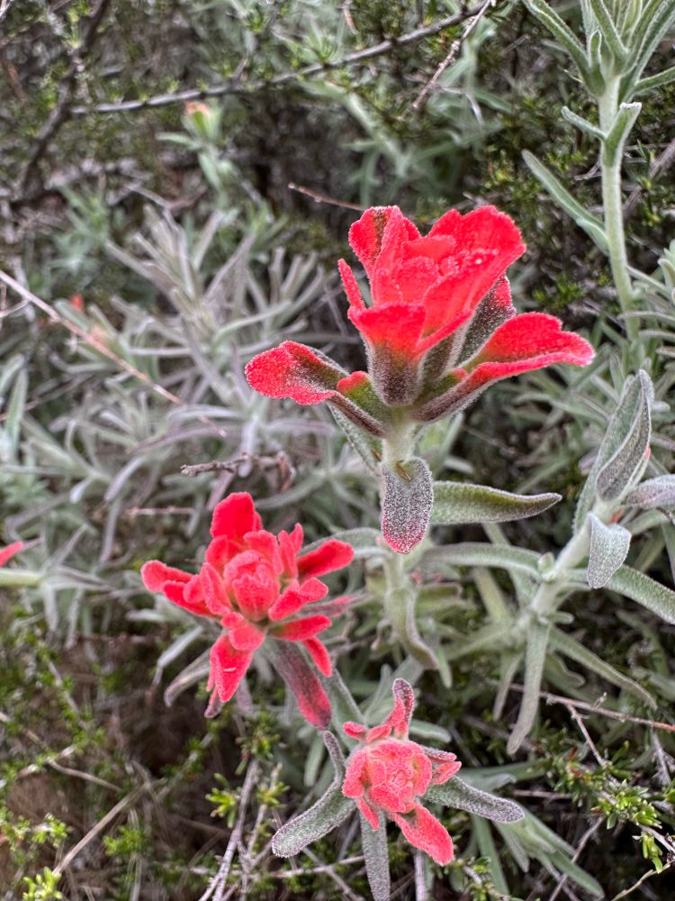 Castilleja