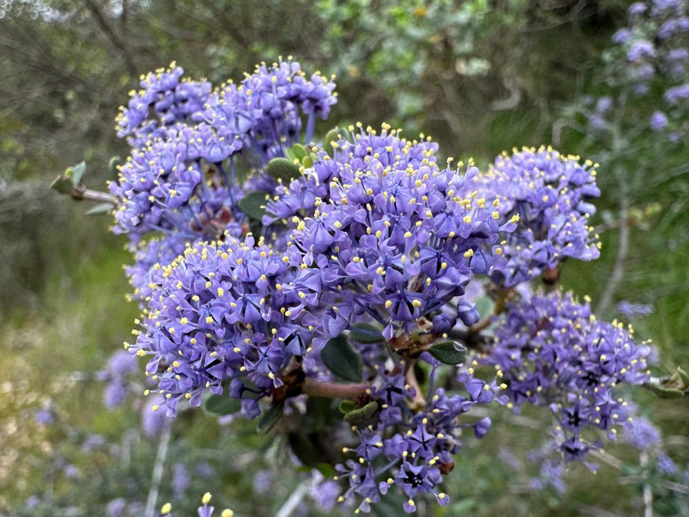 Ceanothus masonii