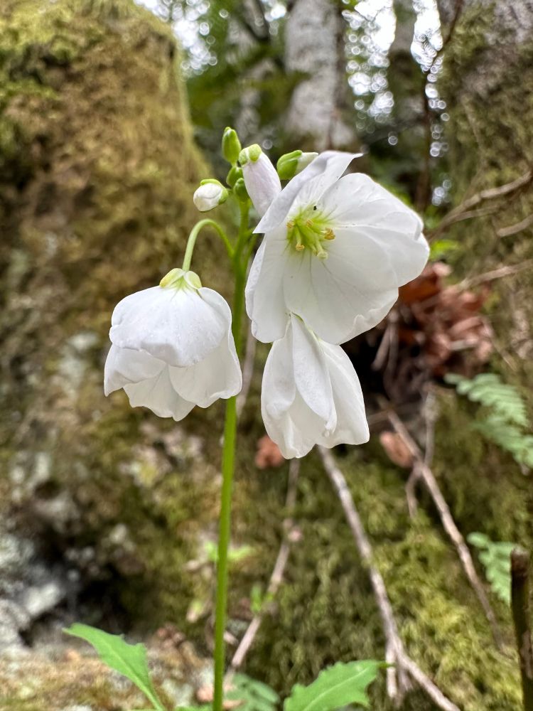 Cardamine californica