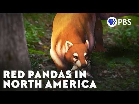 When Red Pandas Roamed North America