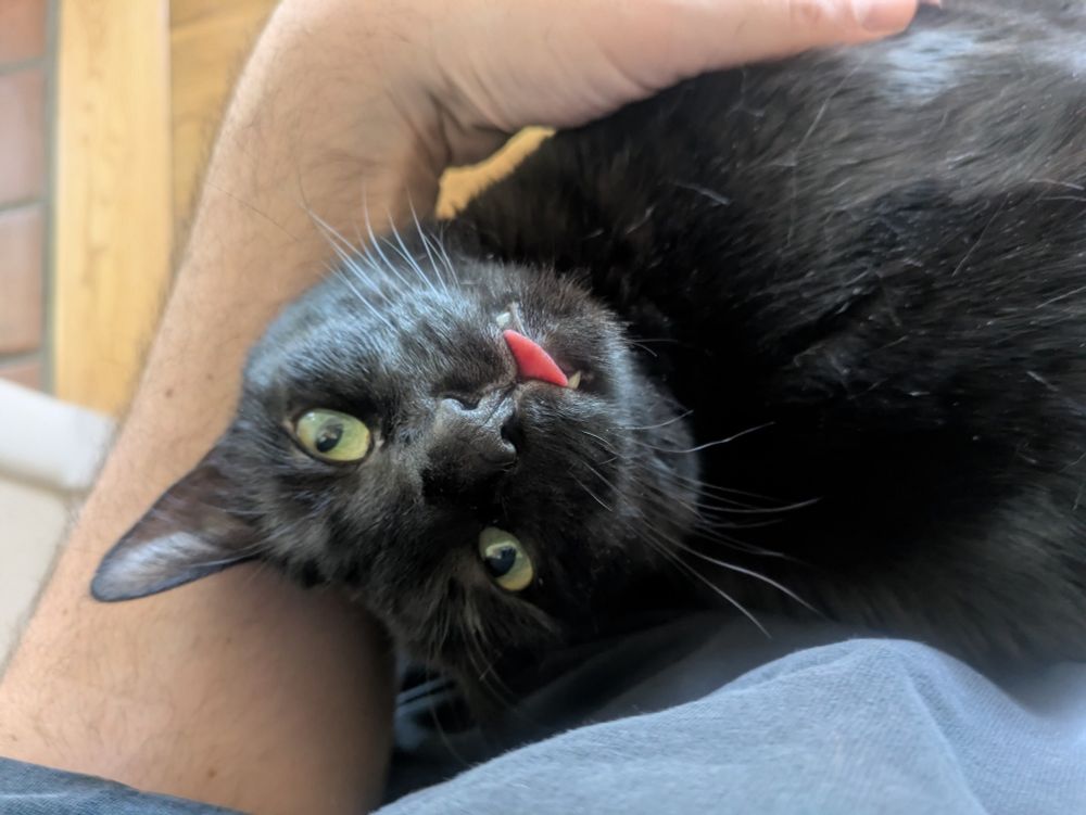 A black cat in a person's lap, looking at the camera with his widdle red tongue poking out