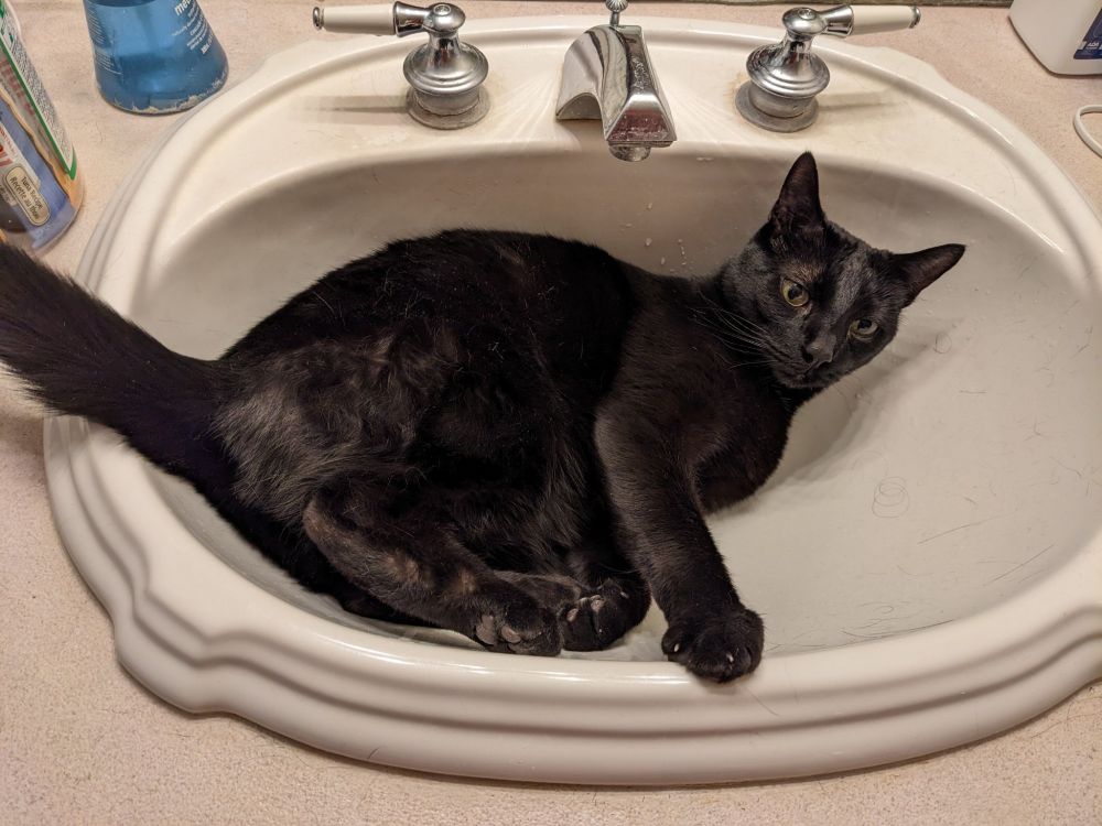 A black cat sitting in a white sink looking up at the camera