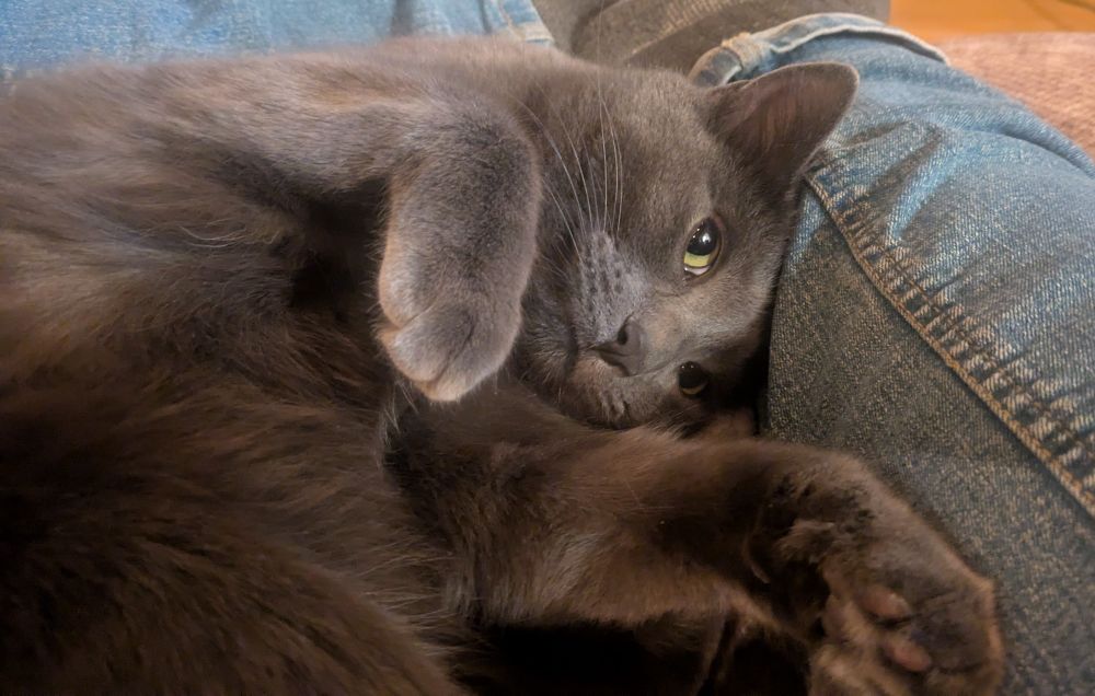 A grey cat lying on her side, looking up at the camera, with her paws in front of her