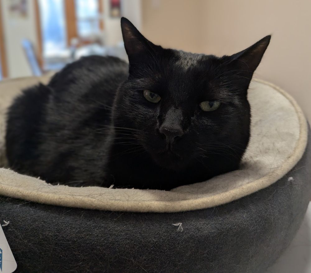 A black cat relaxing on a grey doughnut shaped bed looking at the camera. His name is Nyarlathotep.