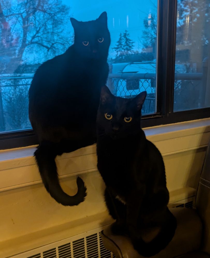 Two black cats sitting in the windowsill looking at the camera