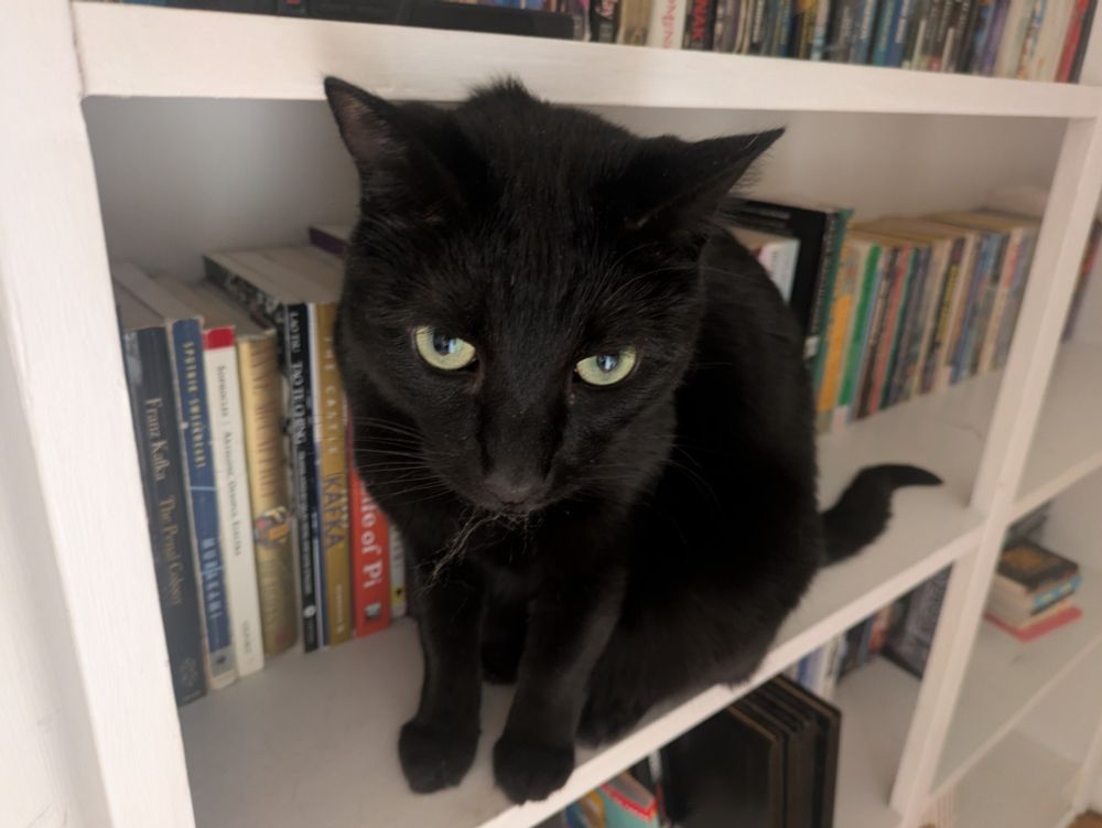 A black cat sitting in a bookshelf looking at the camera