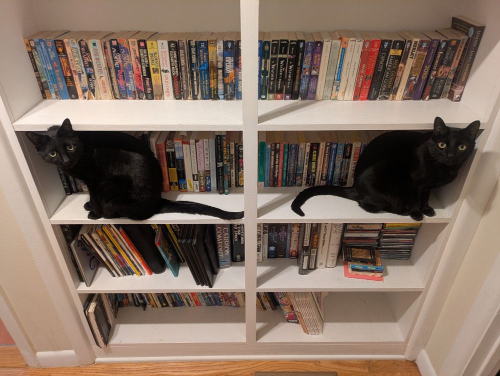 Two black cats arranged as mirror images of each other on a bookshelf