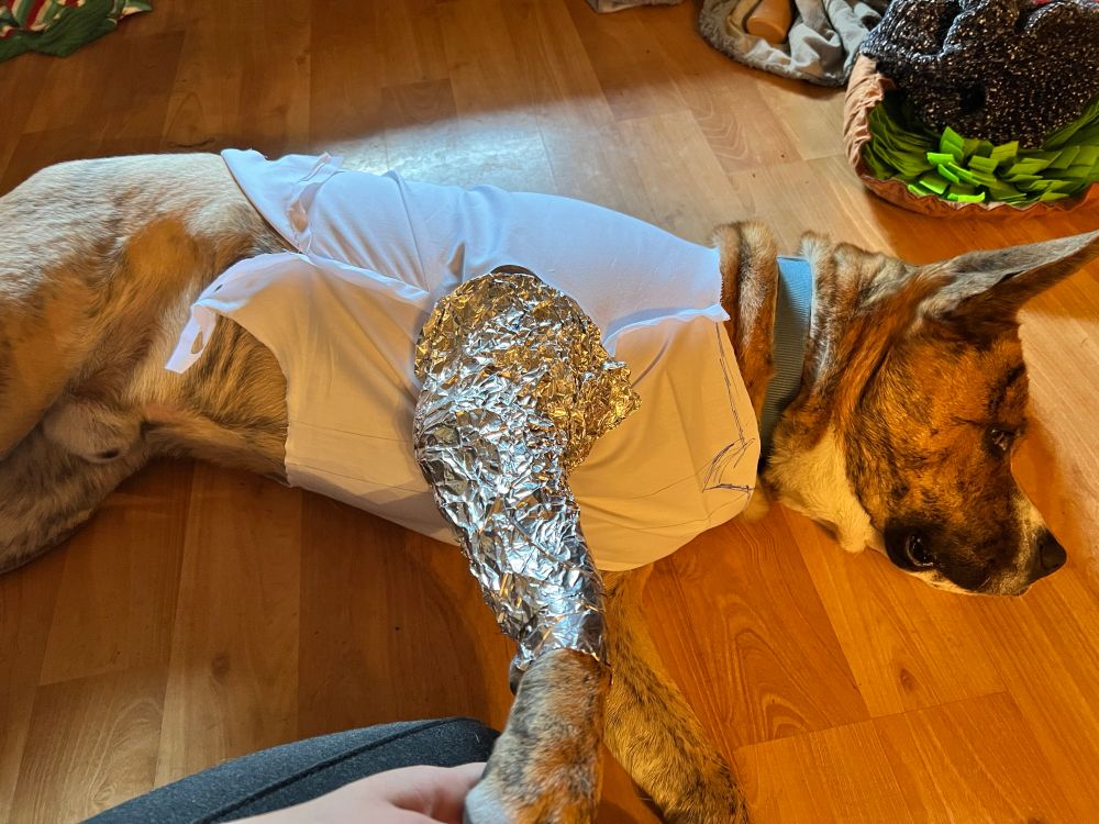 Large light brown-orange dog playing on his side on a wooden floor. He’s watching the human holding the camera as they hold his paw up, showing off the aluminum foil gently wrapped on his arm. The foil was the best and quickest method to get sleeve pattern off the dog with the least amount of fuss and discomfort that a human would go through in such a case. The dog is also wearing a shirt mock-up in muslin, the raw seams facing outward. The side seam is cut open towards the hips for more ease in wear, and there are sharpie lines near the neckline to figure out the design. 