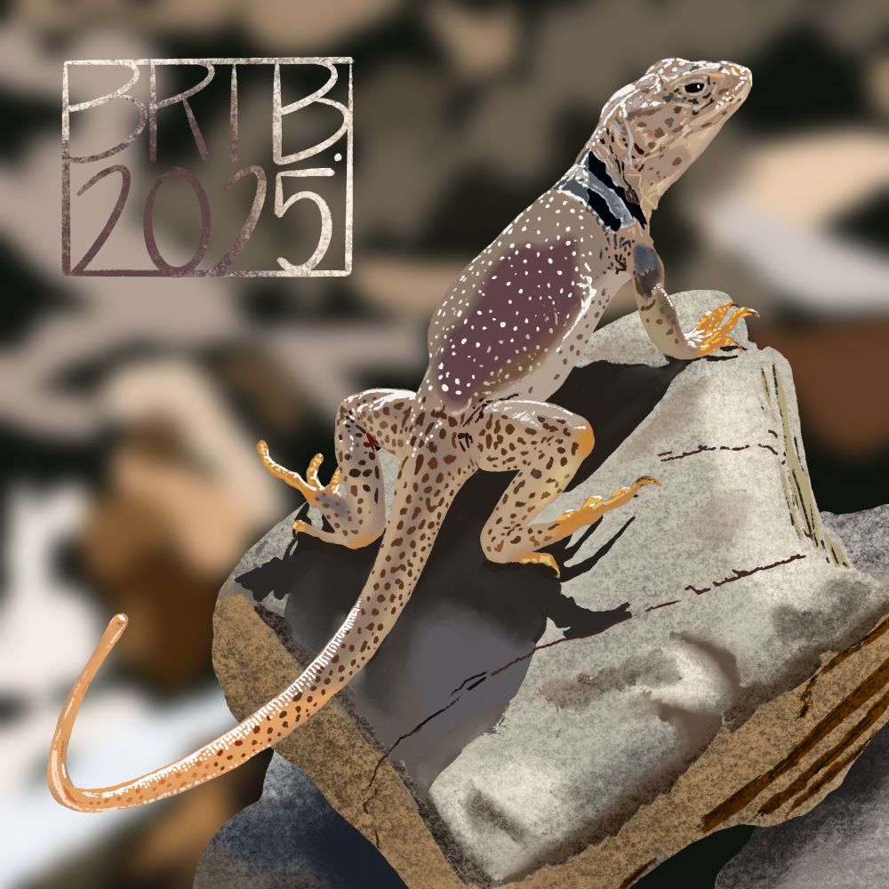 Digital painting of a Great Basin Collared Lizard. The body is a sandy tan and gray with some darker red patches on the back and more orange yellow feet. It has two wide black bands on its neck.