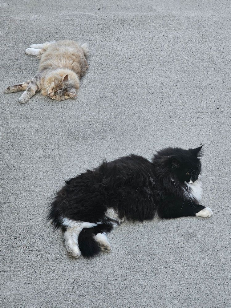 To katter ligger helnslengt på bakken