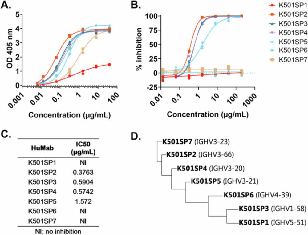 Broadly potent spike-specific human monoclonal antibodies inhibit SARS-CoV-2 Omicron sub-lineages - Communications Biology