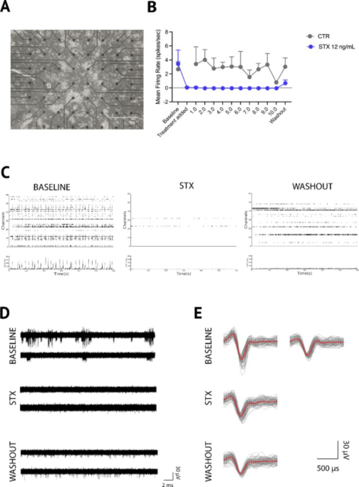 Saxitoxin potentiates human neuronal cell death induced by Zika virus while sparing neural progenitors and astrocytes - Scientific Reports