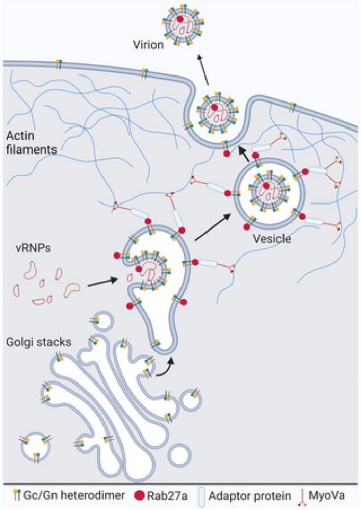 Rab27a GTPase and its effector Myosin Va are host factors required for efficient Oropouche virus cell egress