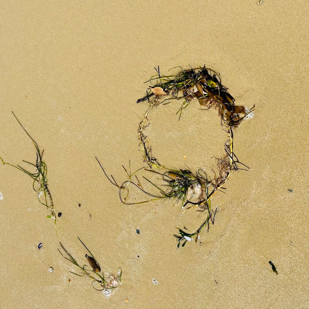 A circle of seaweed and shells shaped into a pretty mermaids crown upon the sand