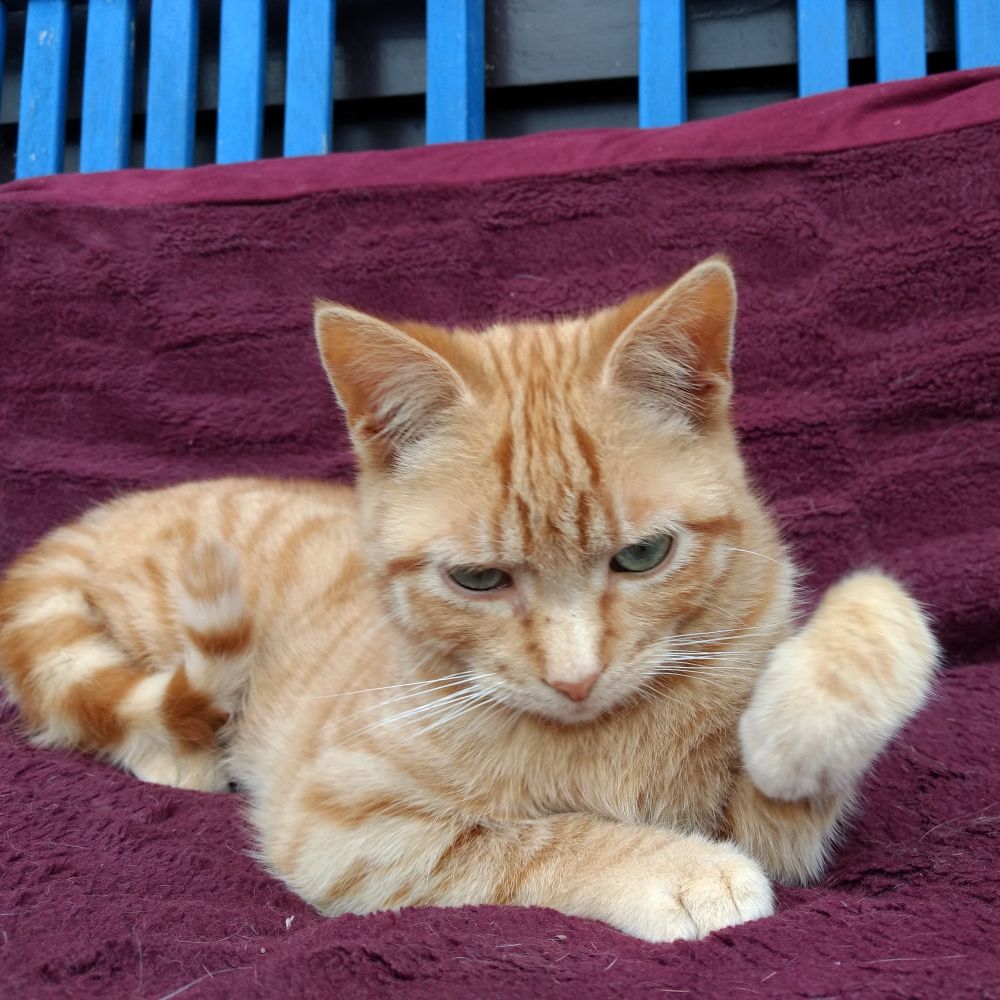 Ginger tabby with green eyes posing with one paw raised whilst avoiding direct eye contact