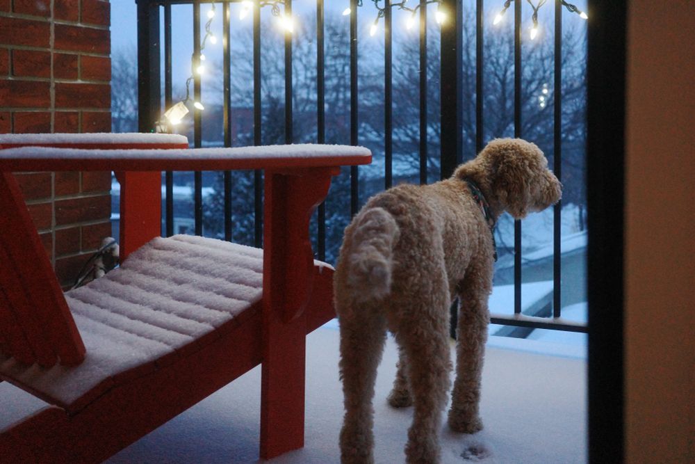Mini Aussie doodle puppy standing out on a patio looking at the snow with a dusting on a red chair and white Christmas lights glowing in the background.