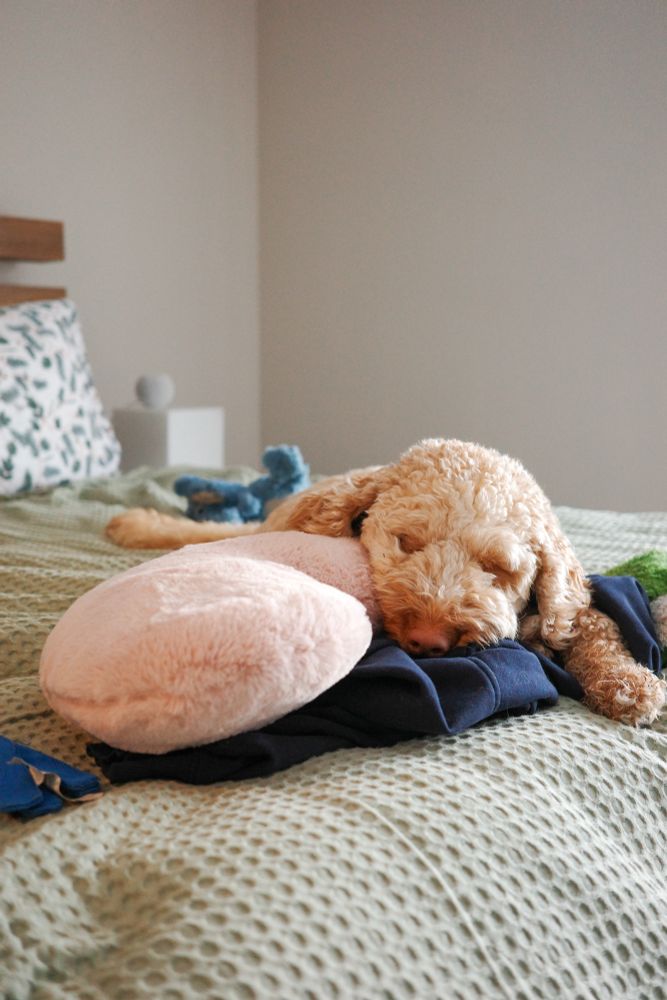 Mini Aussiedoodle puppy sleeping on a heart pillow on a bed with green waffle bedding.
